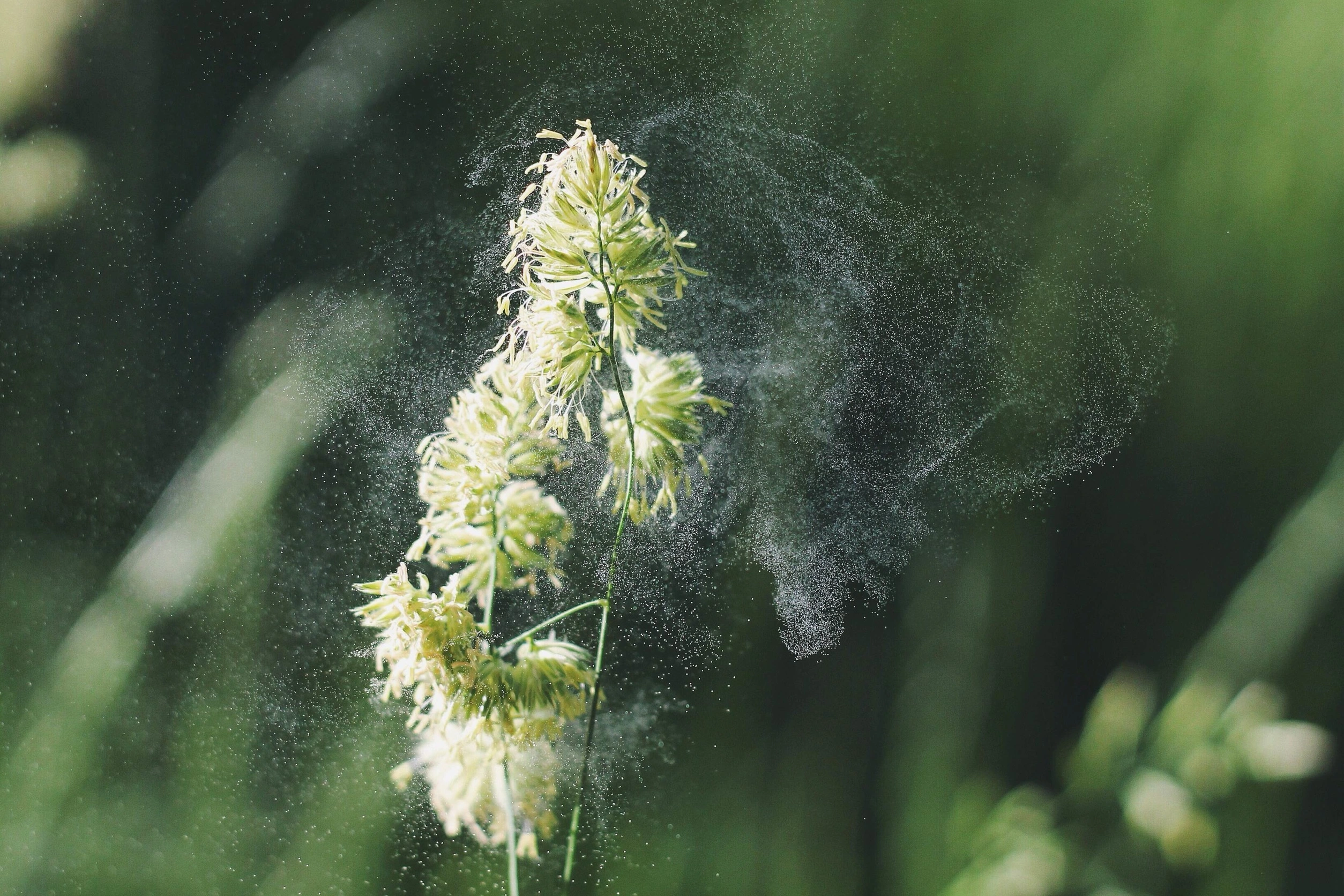 Quand le pollen devient un handicap invisible
